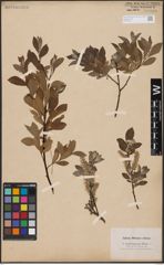 Foto von Salix aurita L. x Salix lapponum L.
